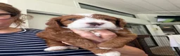 Mini Goldendoodle dogs for sale: Mini Goldendoodle 1 - Ad 1