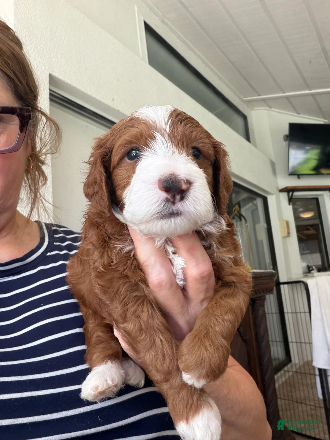 Mini Goldendoodle dogs for sale: Mini Goldendoodle 1 - Ad 1
