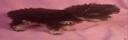 Yorkiepoo dogs for sale: LaDazzle Nina~ - Ad 8