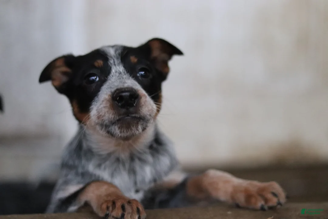 Australian Cattle Dog dogs for sale: Quinn - Ad 2