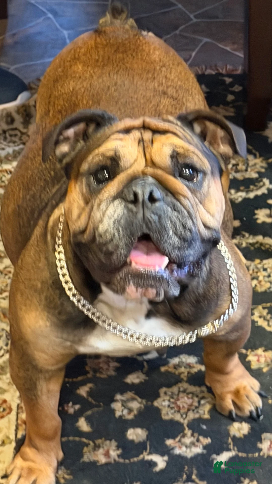 English Bulldog dogs for sale: English Bulldog Puppy 5 - Ad 3