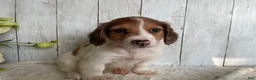 Miniature Dachshund dogs for sale: Luke - Ad 8