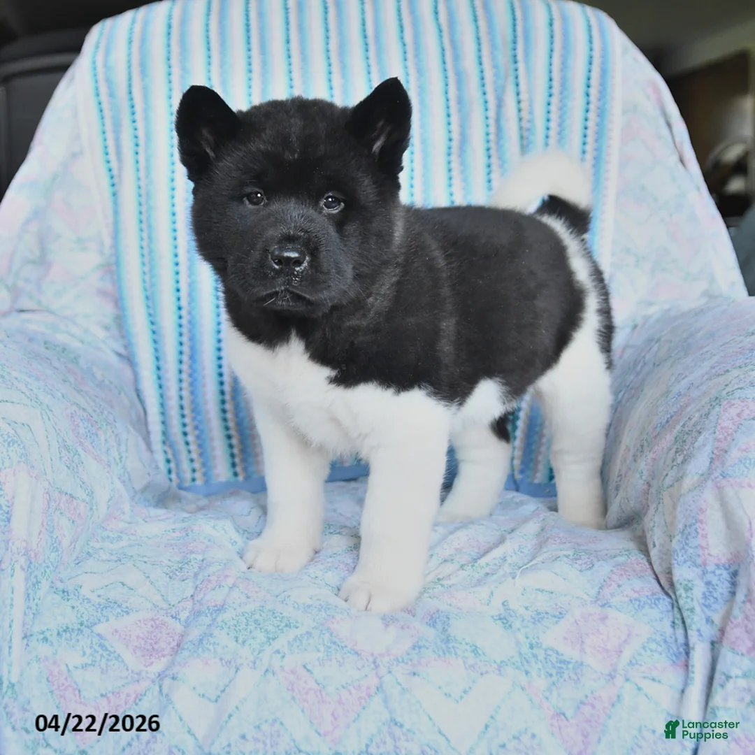 Akita dogs for sale: Sharon - Ad 1