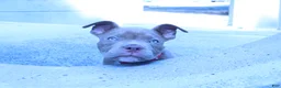 American Bully dogs for sale: Haze - Ad 12