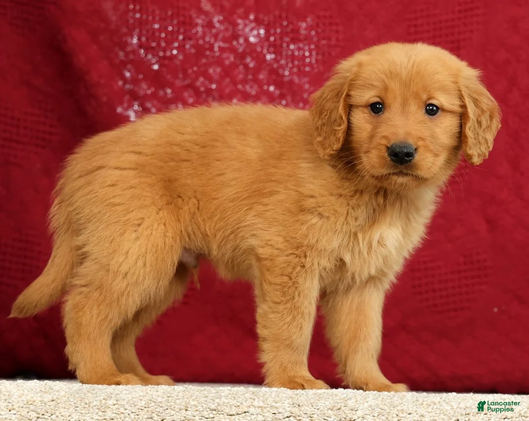 Golden Retriever dogs for sale: Levi - Ad 2