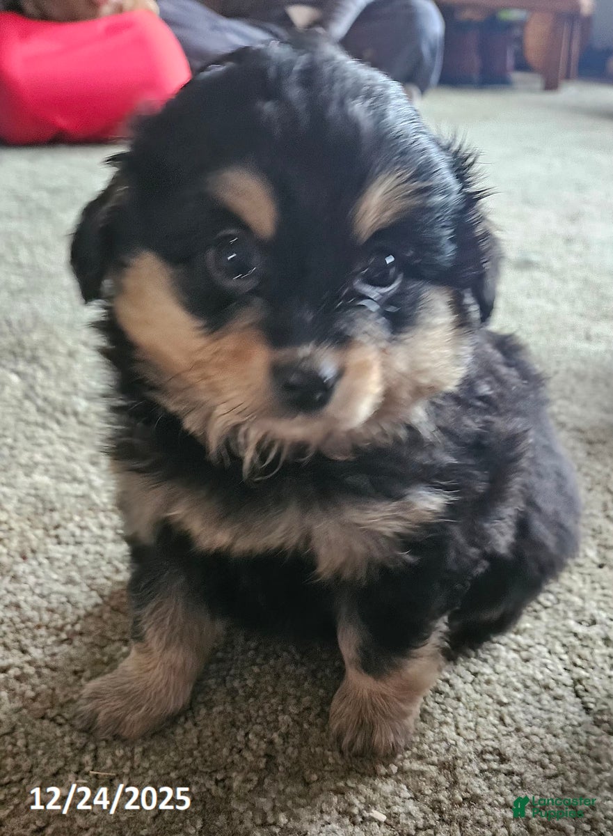 Mixed Breed dogs Jack  - Ad 33