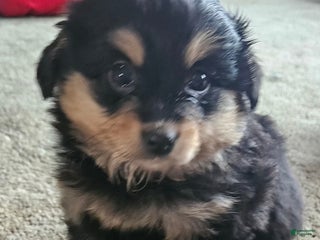 Mixed Breed dogs Jack - Ad 33