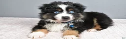 Miniature Australian Shepherd dogs for sale: Rocket - Ad 6