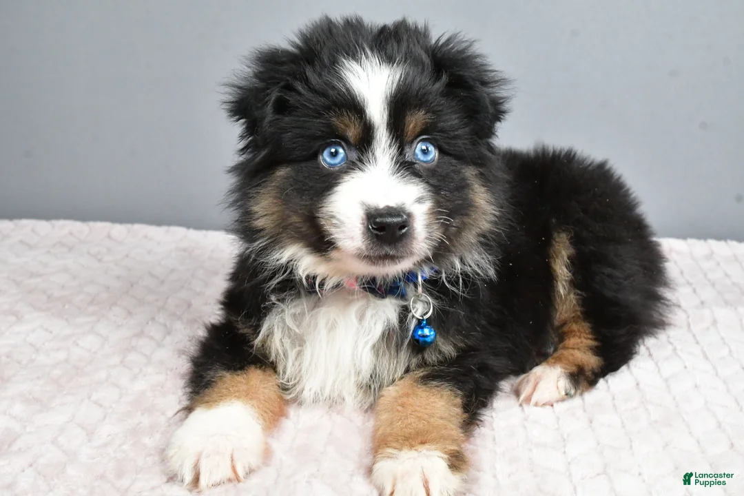 Miniature Australian Shepherd dogs for sale: Rocket - Ad 6