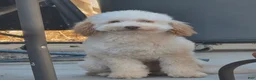 Mini Goldendoodle dogs for sale: Mini Goldendoodle 1 - Ad 1