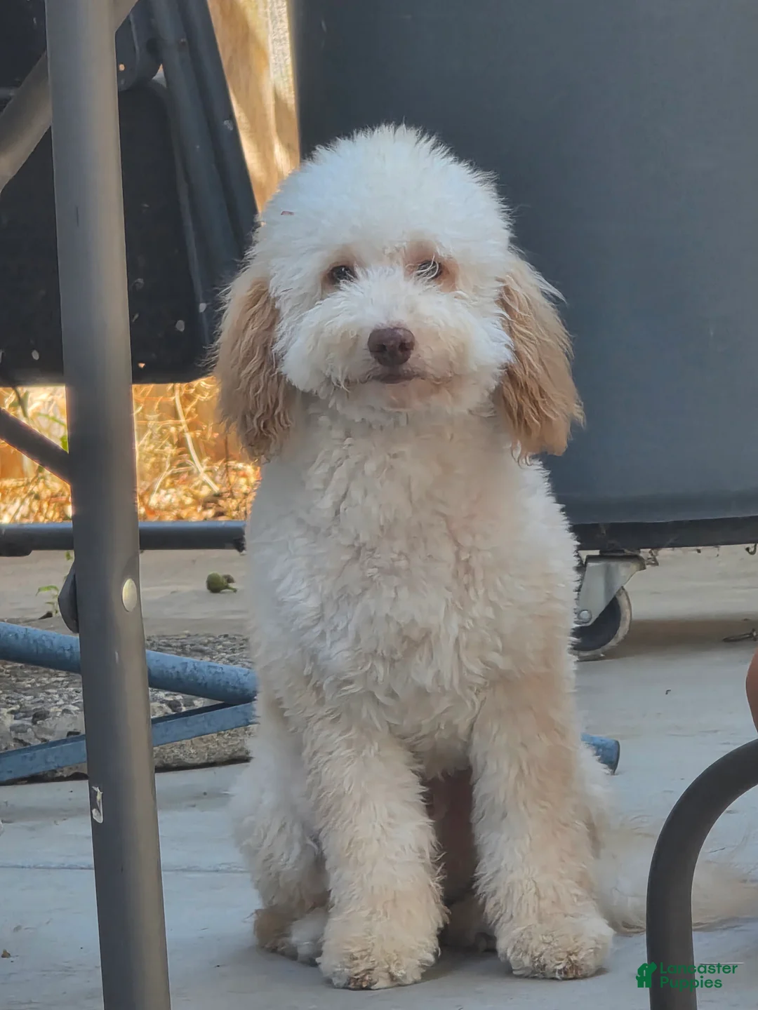 Mini Goldendoodle dogs for sale: Mini Goldendoodle 1 - Ad 1