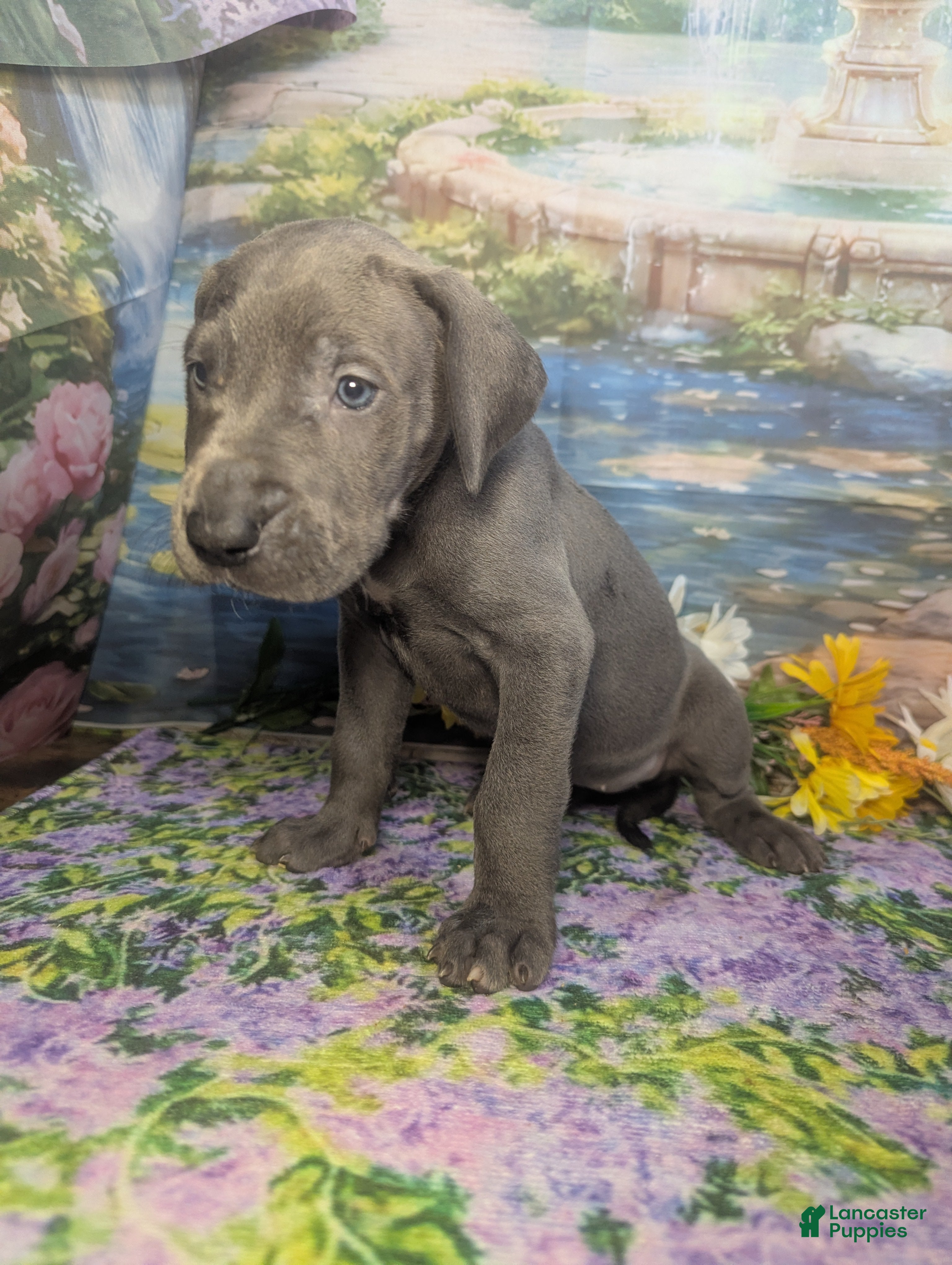 Great Dane dogs Ariel Blue Female  - Ad 1