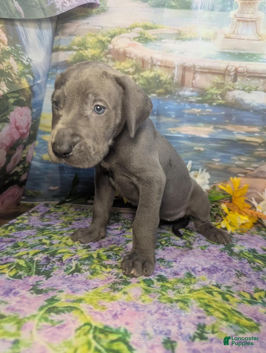 Great Dane dogs for sale: Ariel Blue Female  - Ad 1