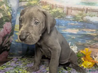 Great Dane dogs for sale: Ariel Blue Female - Ad 4