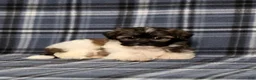 Teddy Bear dogs for sale: Kandra - Ad 2