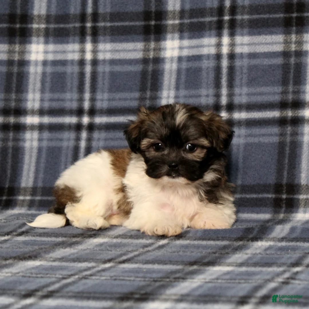 Teddy Bear dogs for sale: Kandra - Ad 2