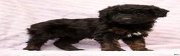 Mini Aussiedoodle dogs for sale: Barney - Ad 7