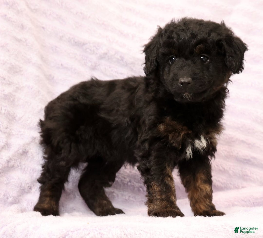 Mini Aussiedoodle dogs for sale: Barney - Ad 7