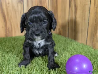 Cavapoo dogs Francis Girl 1 - Ad 19