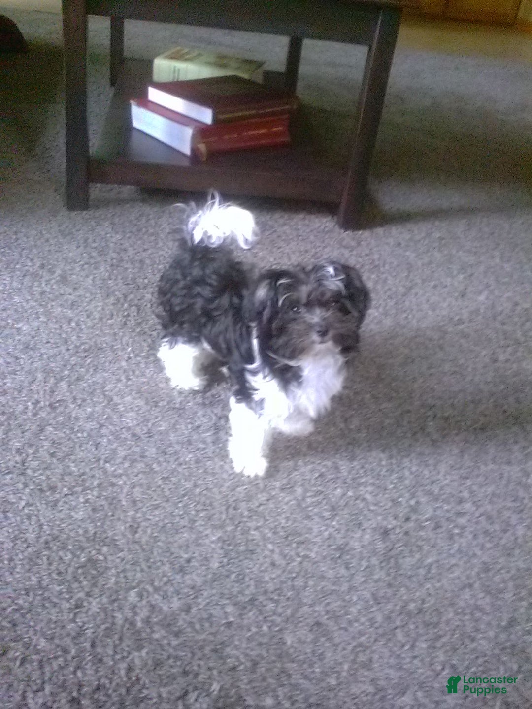 Gallery Image {{count}}