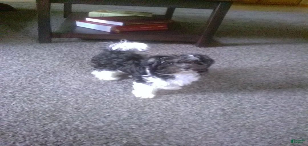 Gallery Image {{count}}