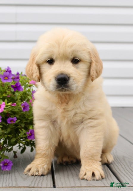 Golden Retriever dogs Ottis - Ad 2