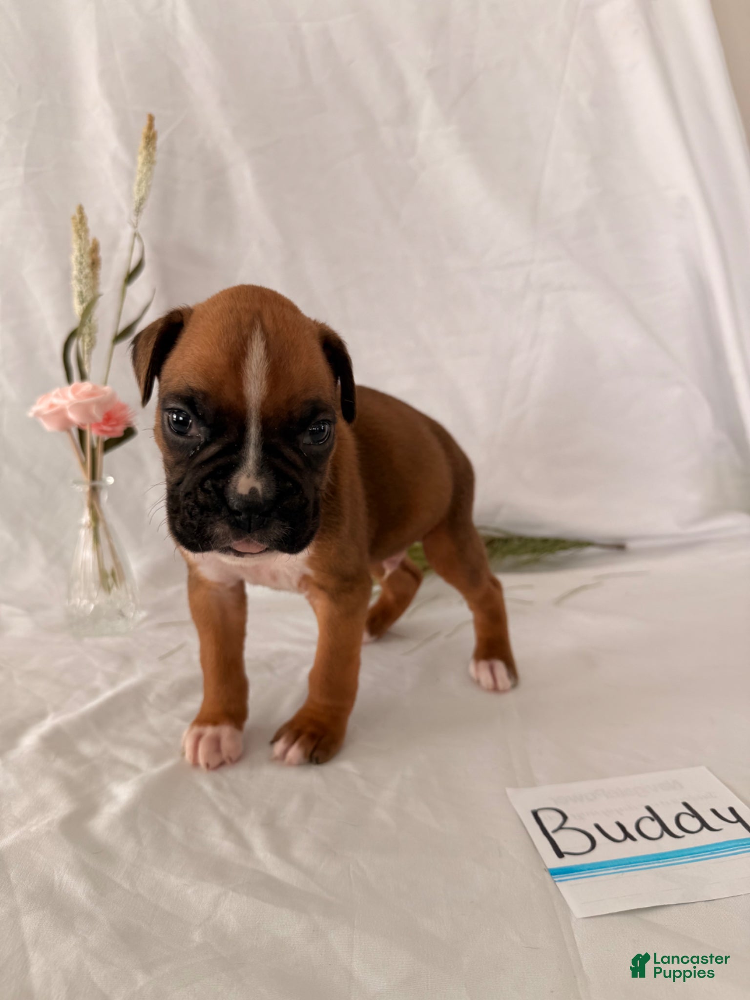 Boxer dogs Buddy - Ad 22