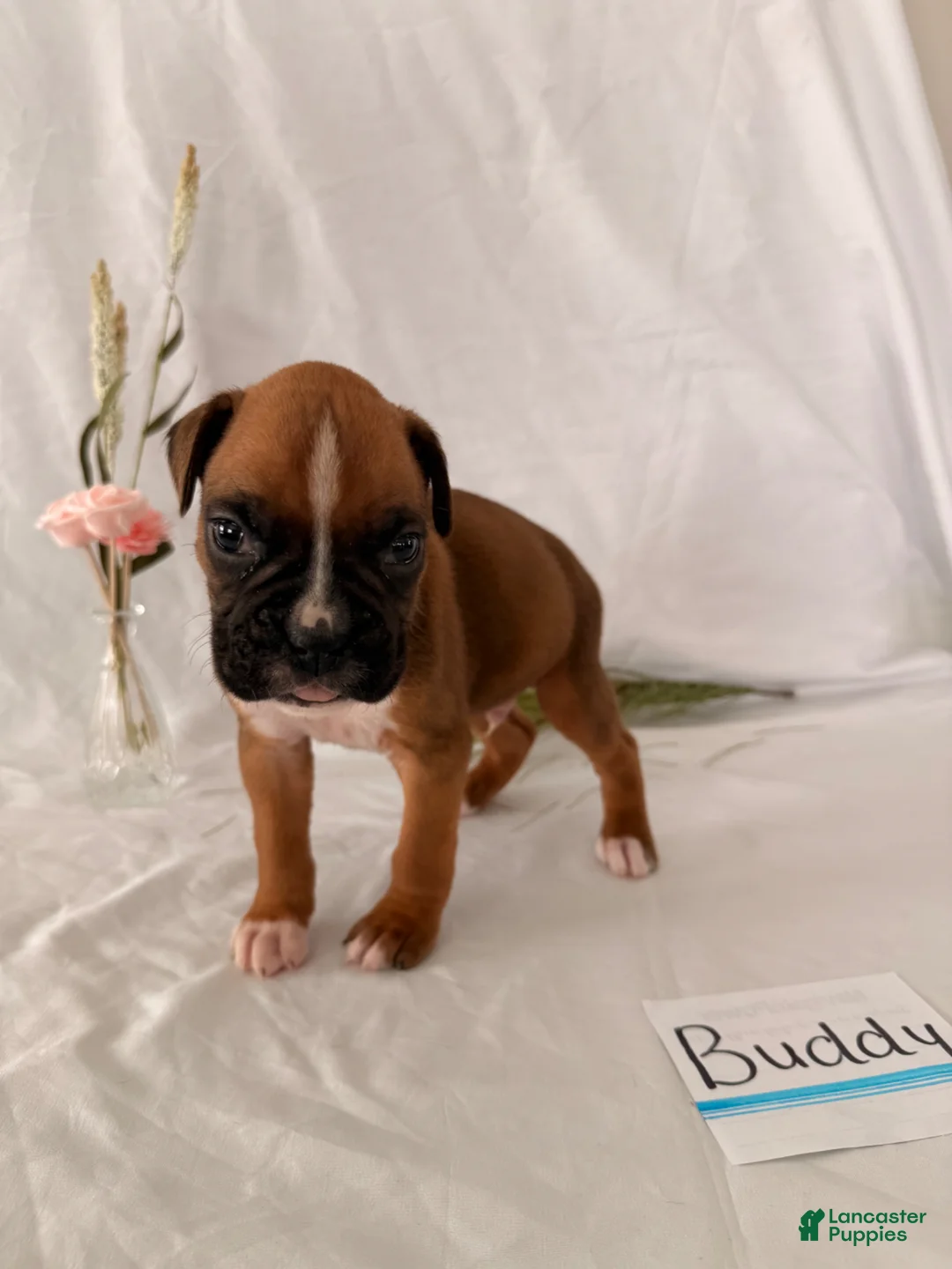 Boxer dogs for sale: Buddy - Ad 1