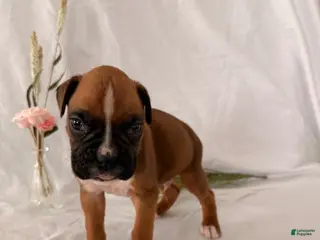 Boxer dogs Buddy - Ad 22