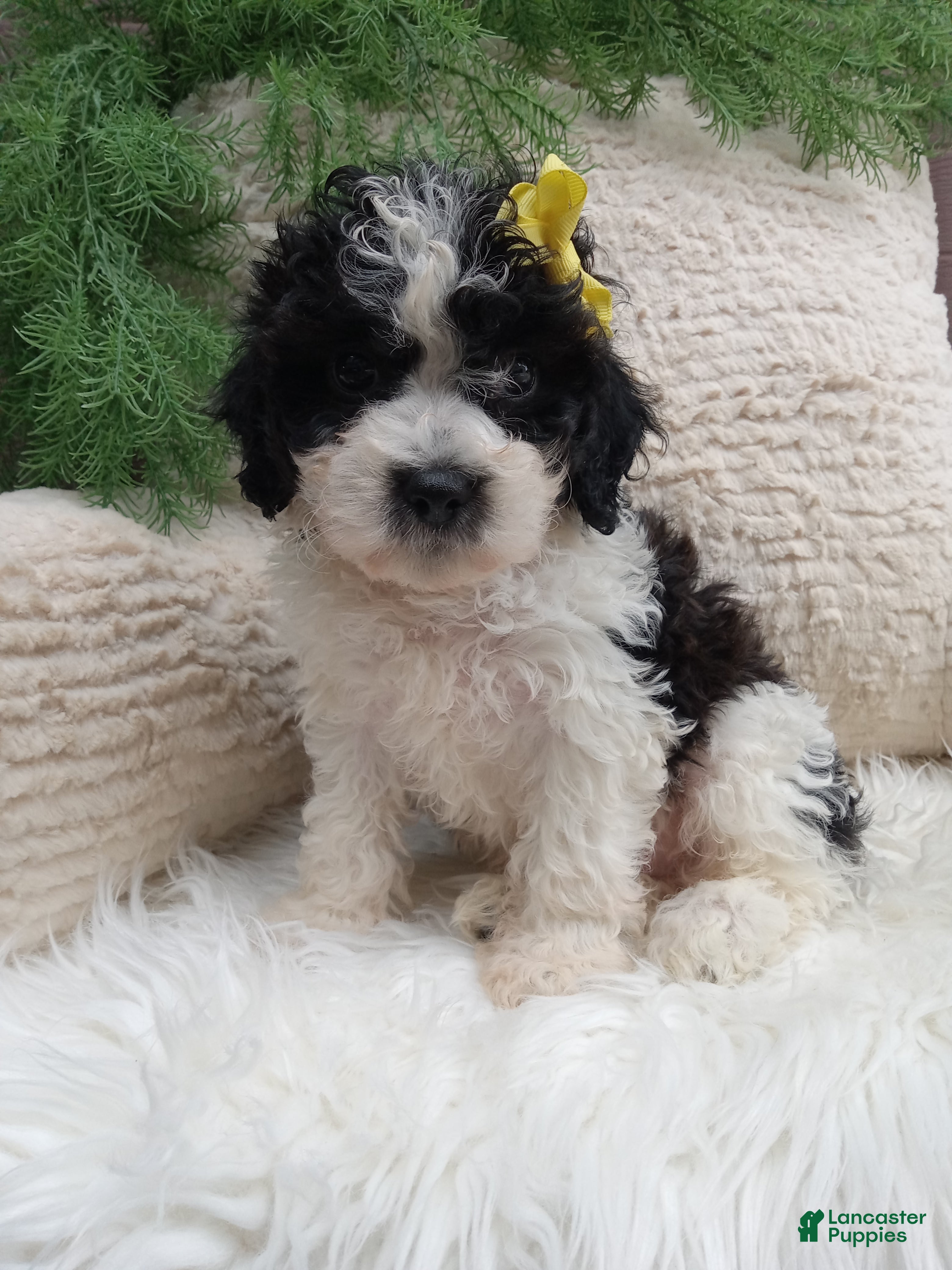 Teddy Bear dogs Toby - Ad 1
