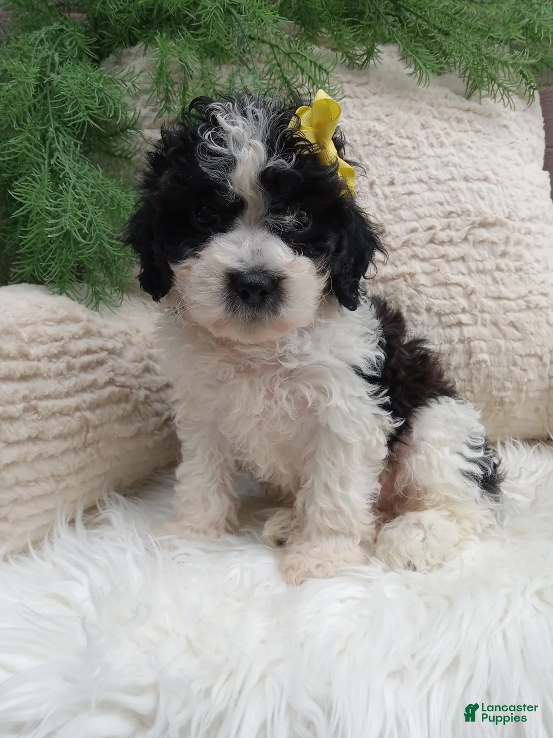 Teddy Bear dogs for sale: Toby - Ad 1