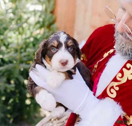 Mixed Breed dogs Mable - Ad 5