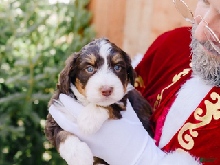 Mixed Breed dogs Mable - Ad 32