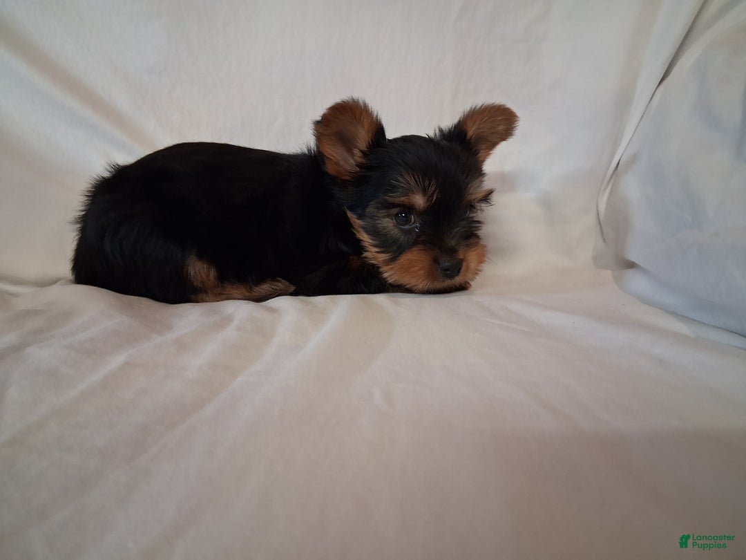 Yorkshire Terrier dogs for sale: Cocoa  - Ad 2