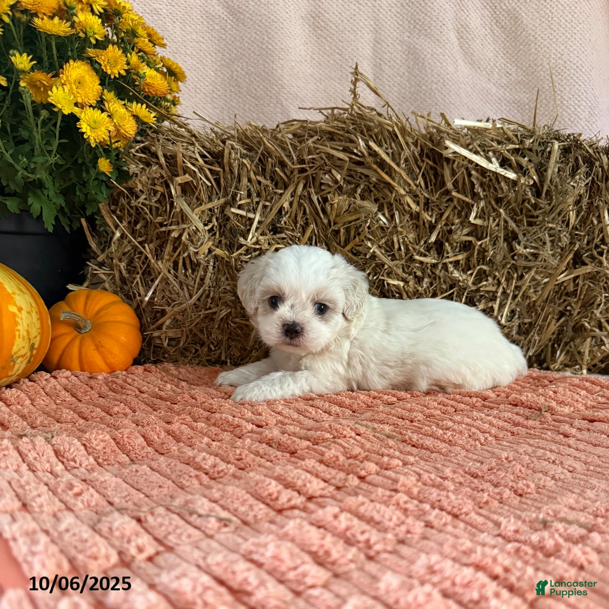 Teddy Bear dogs Oakley - Ad 1