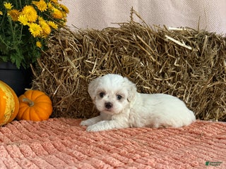 Teddy Bear dogs Oakley - Ad 38