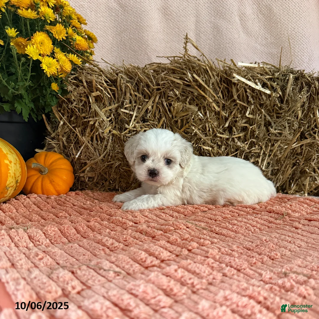 Teddy Bear dogs for sale: Oakley - Ad 6