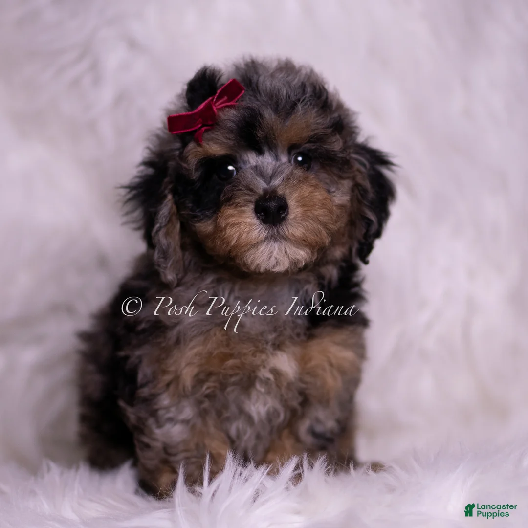 Miniature Poodle dogs for sale: Aspen  - Ad 4