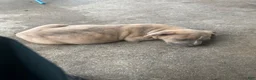 American Bully dogs for sale: American Bully 1 - Ad 4