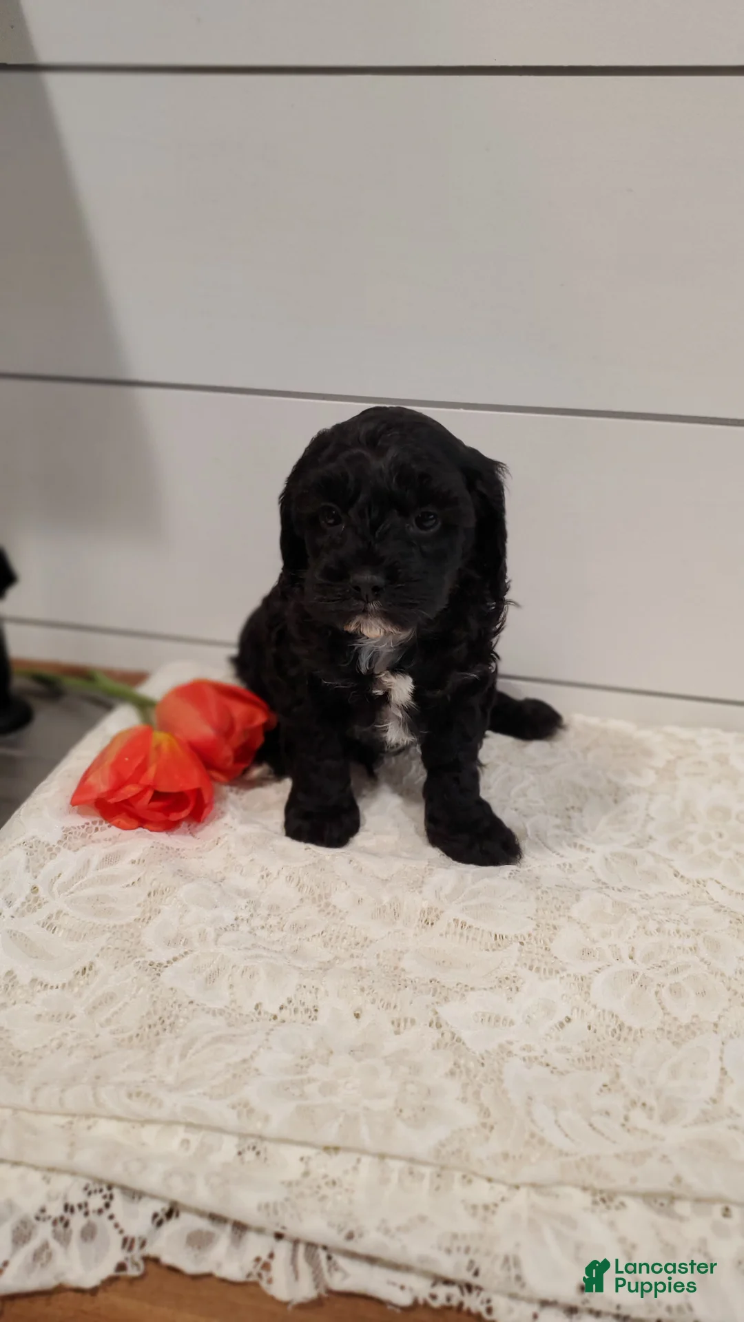 Cavapoo dogs for sale: Snazzy - Ad 6