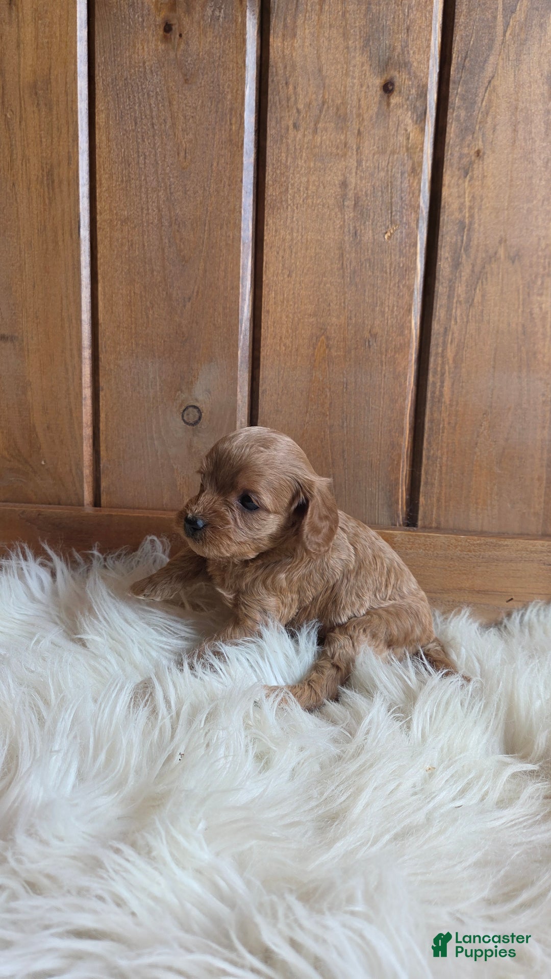 Cavapoo dogs for sale: Navaeh - Ad 5