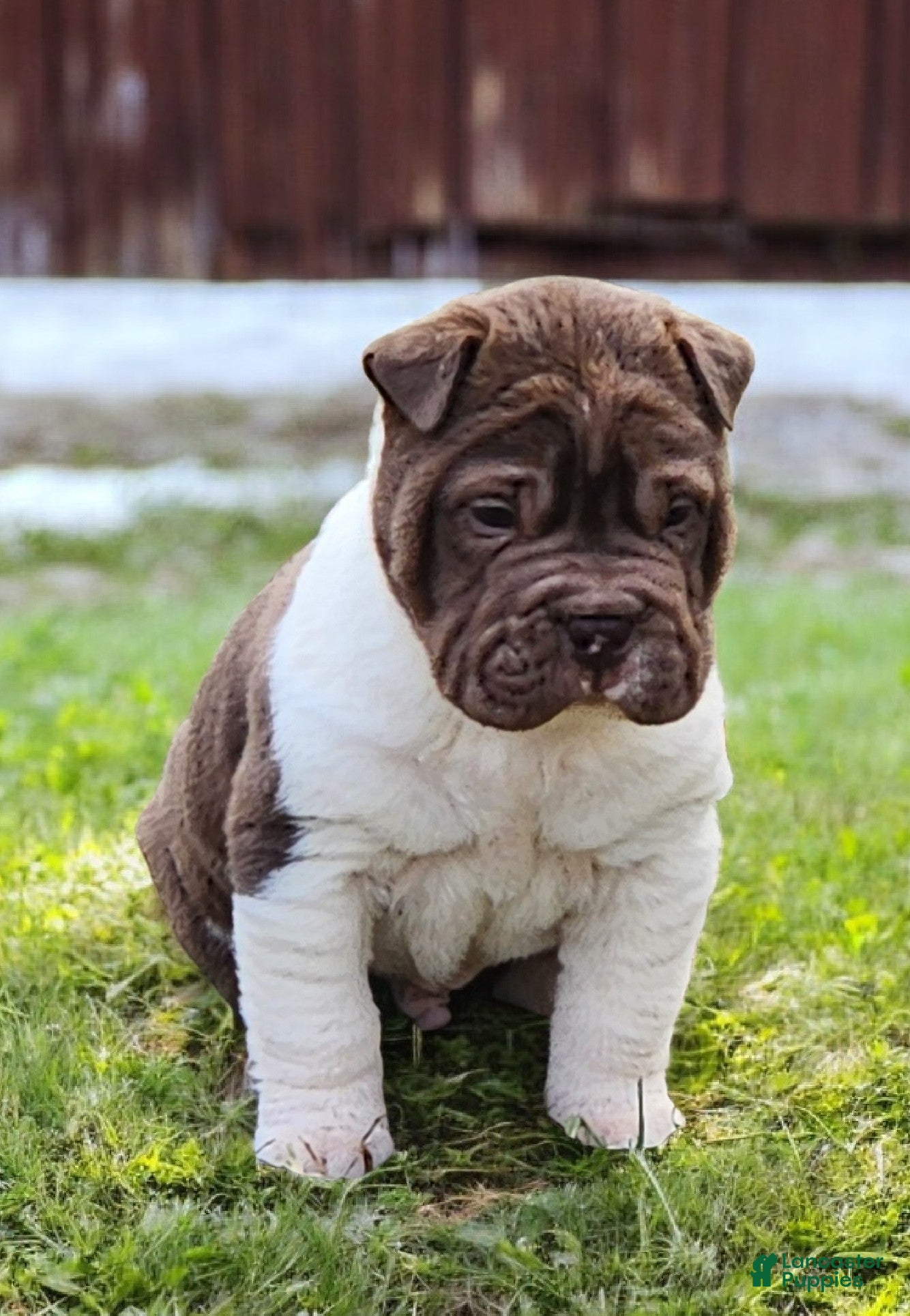 Shar Pei dogs Jester chocolate mini  - Ad 13