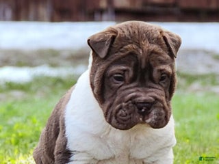 Shar Pei dogs Jester chocolate mini - Ad 13