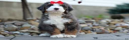 Mini Bernedoodle dogs for sale: 🐾 Meet Pilot 🐾 - Ad 9