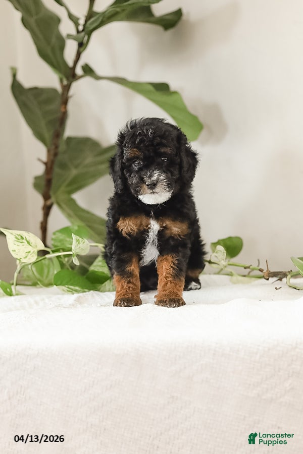 Miniature Poodle dogs Kody - Ad 1