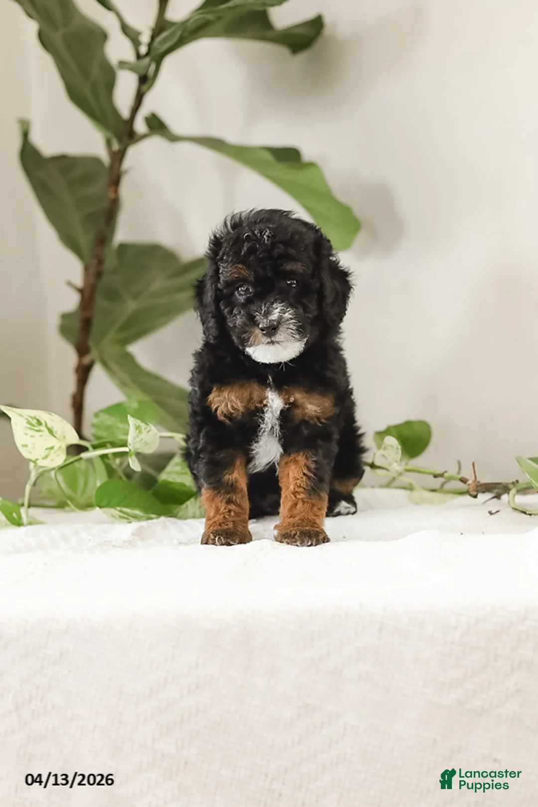 Miniature Poodle dogs for sale: Kody - Ad 1