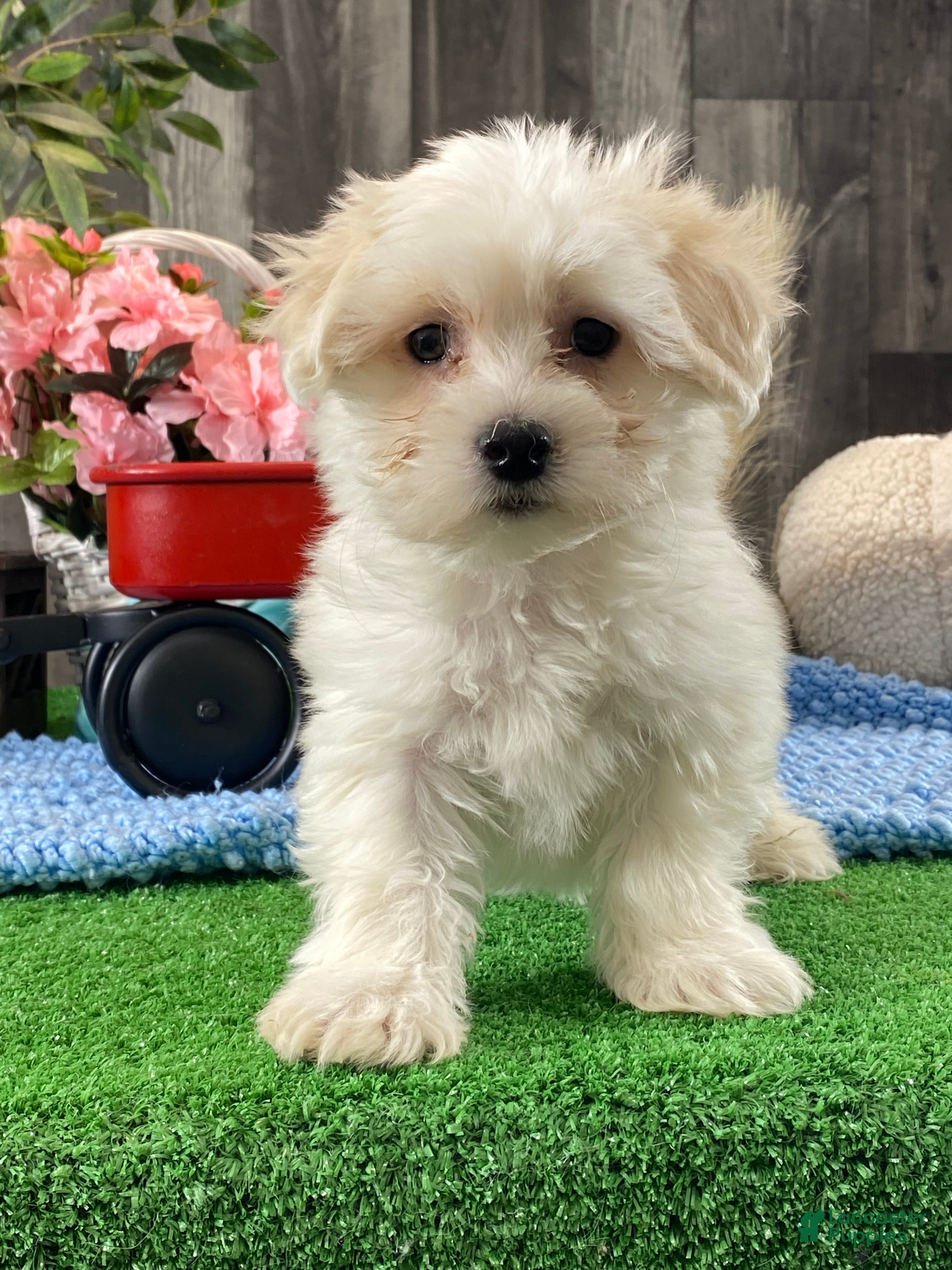 Coton De Tulear dogs Chester  - Ad 4
