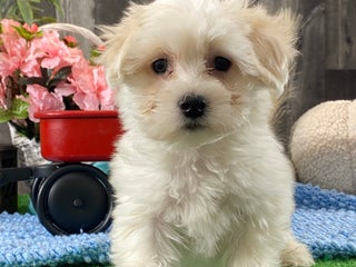 Coton De Tulear dogs Chester - Ad 19