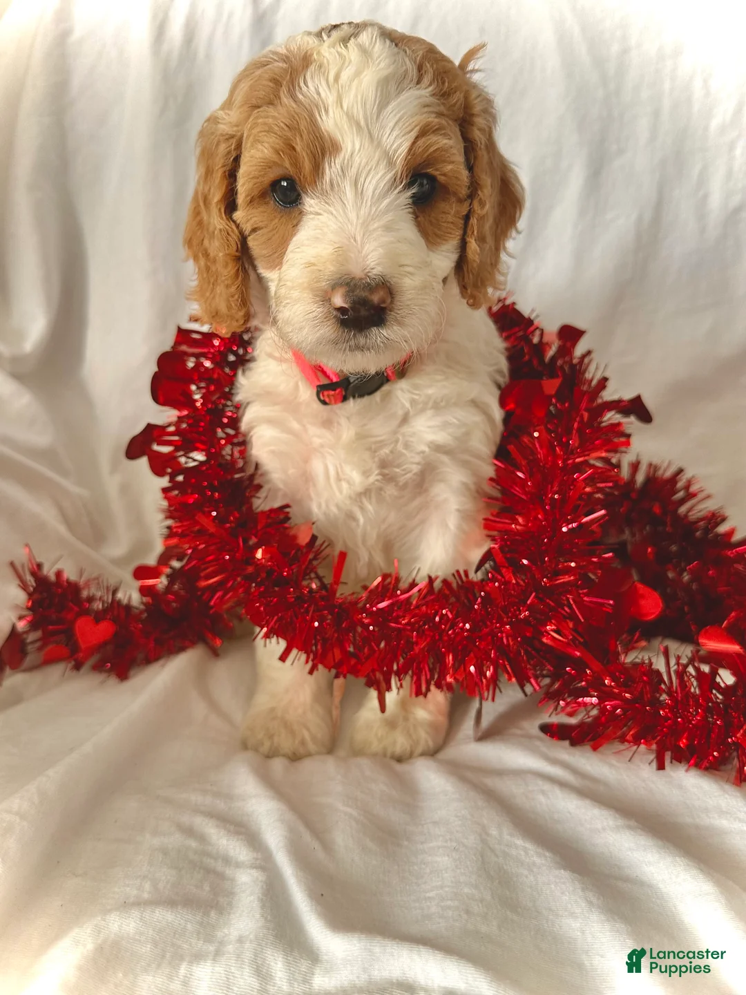 Irish Doodle dogs for sale: Nova-In home raised - Ad 2