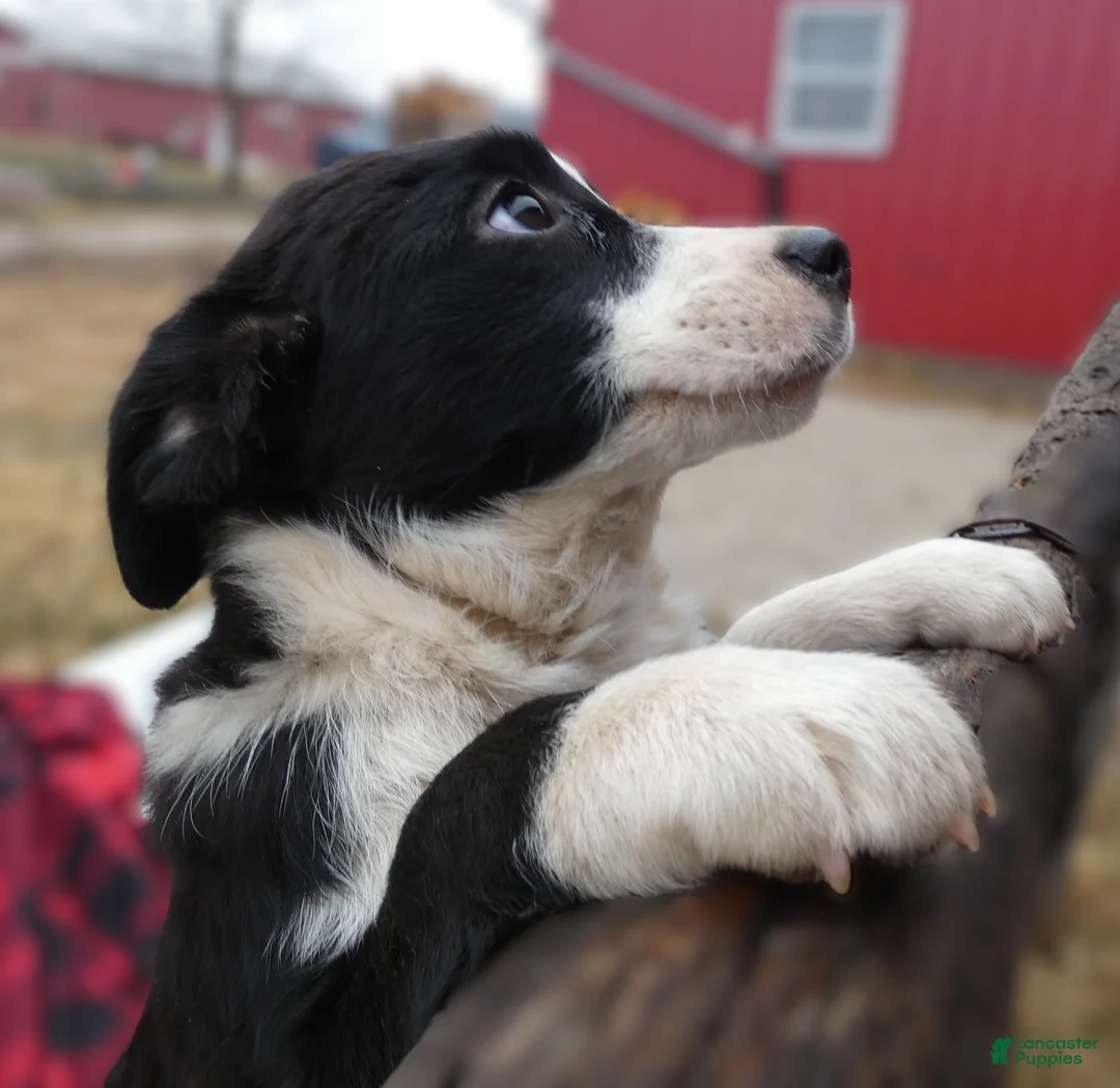 Mixed Breed dogs for sale: Mixed Breed Puppy 4 Robin - Ad 2